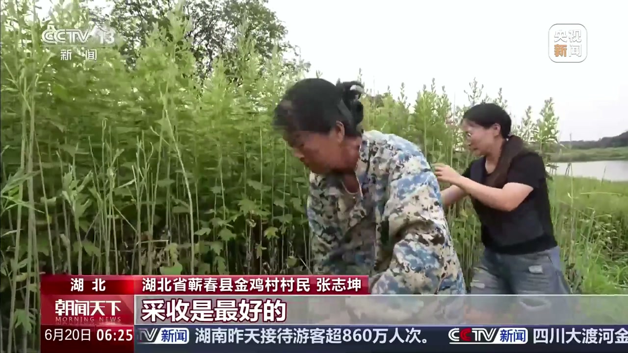 央视新闻报道画面：金鸡村村民采收艾叶