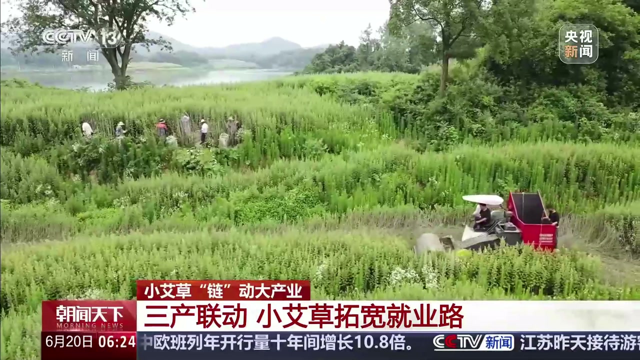 央视新闻报道画面：蕲春艾草种植基地