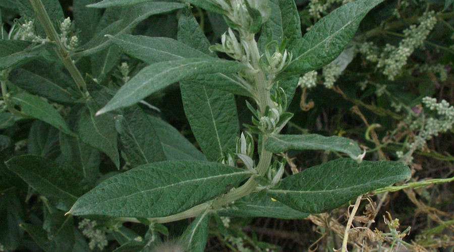 蕲艾与普通艾草全面对比：一眼识别艾草之王的独特价值配图 1