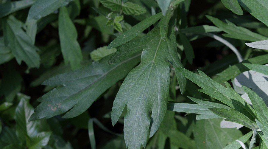 蕲艾与普通艾草全面对比：一眼识别艾草之王的独特价值配图 2