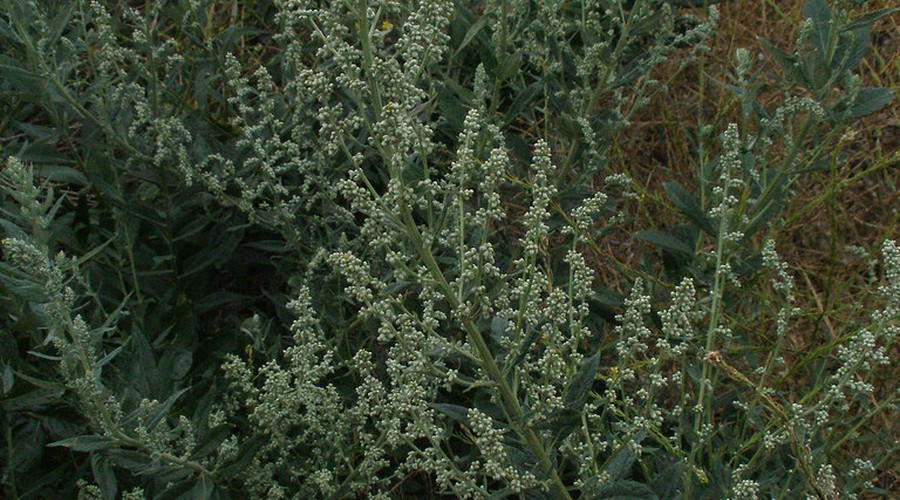 蕲春艾草产业发展报告：从地理标志到百亿产业集群配图 2