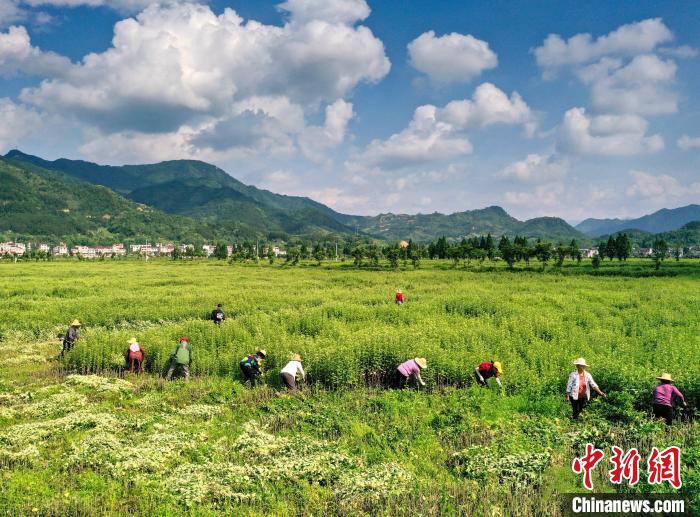中新社聚焦蕲春蕲艾百亿产业：公开报道里的产区规模信号