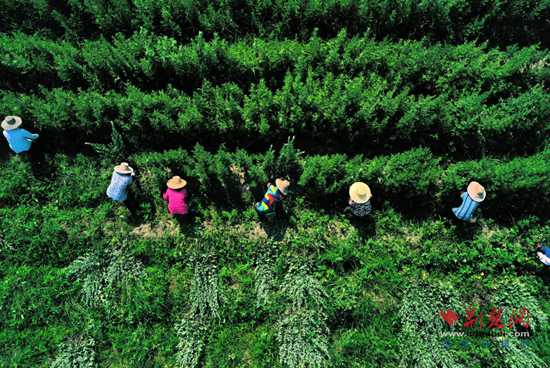 解码蕲艾品牌价值十连涨的产业升级样本配图 1