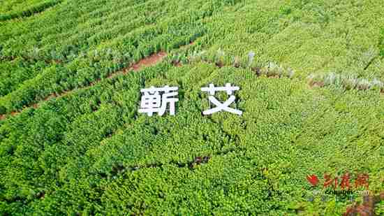解码蕲艾品牌价值十连涨的产业升级样本配图 2