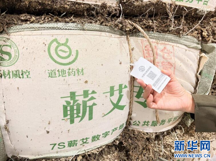 点草成金 湖北蕲春艾香飘出千亿产业路配图 1