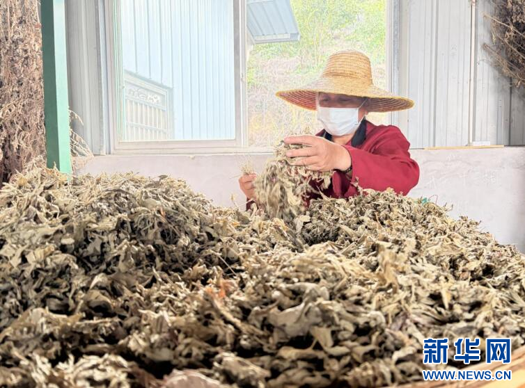 点草成金 湖北蕲春艾香飘出千亿产业路配图 2