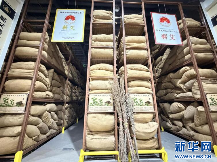 点草成金 湖北蕲春艾香飘出千亿产业路配图 3