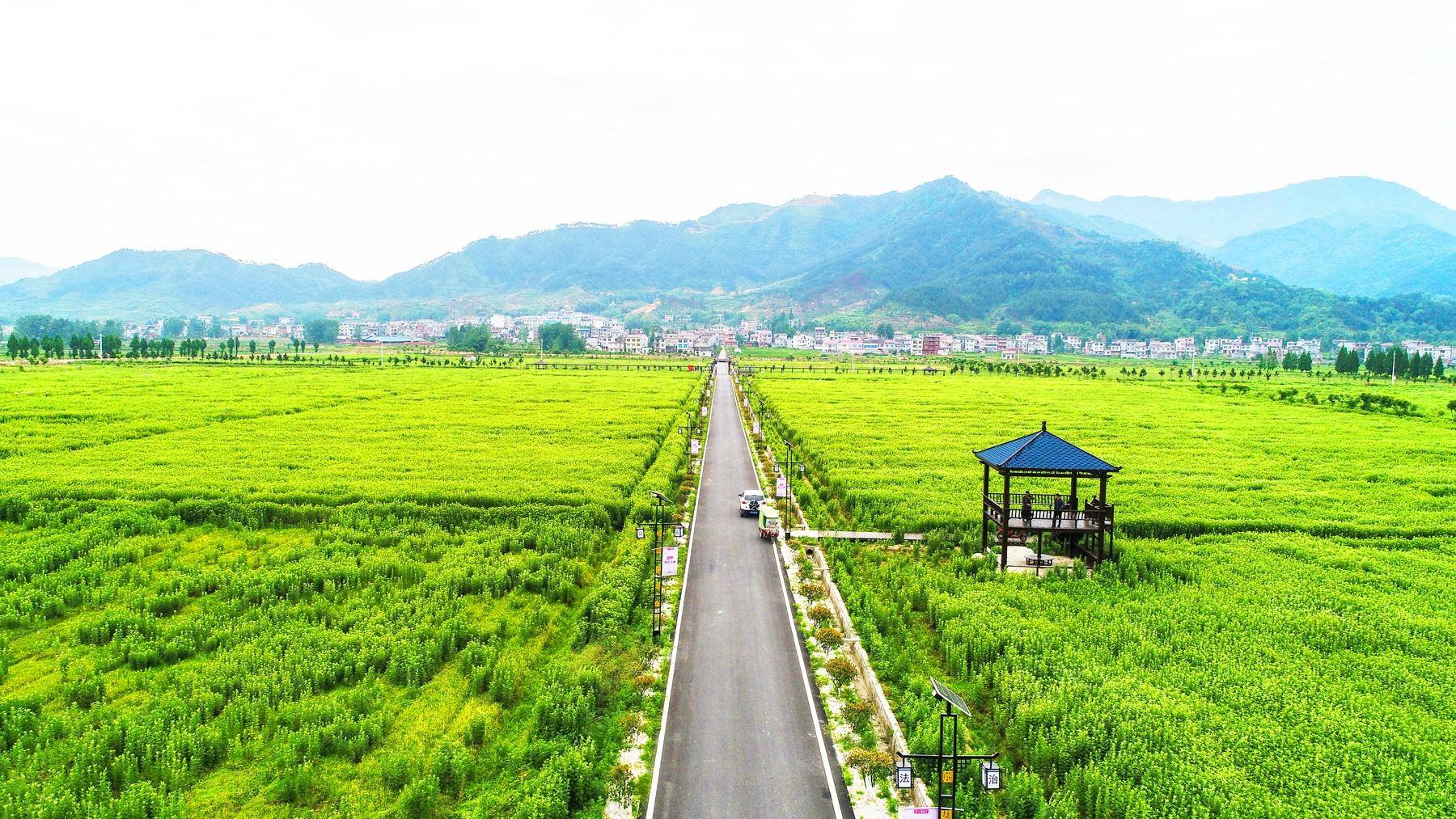 以供应链思维重塑产业链——蕲春2026年蕲艾产业突破性发展推进会观察