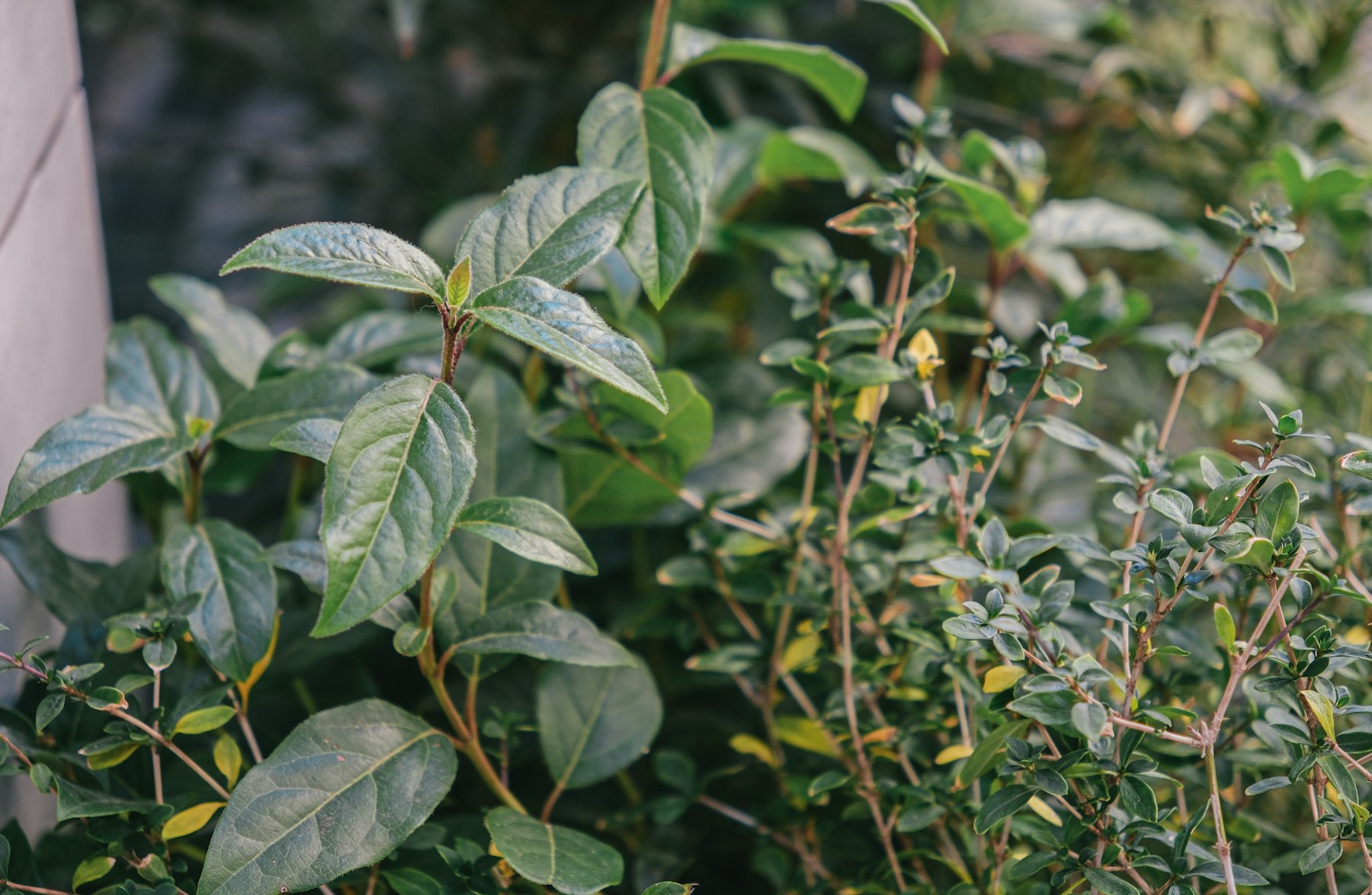 中新网关注蕲春艾草年产值128.3亿元：公开报道里的产业扩张信号