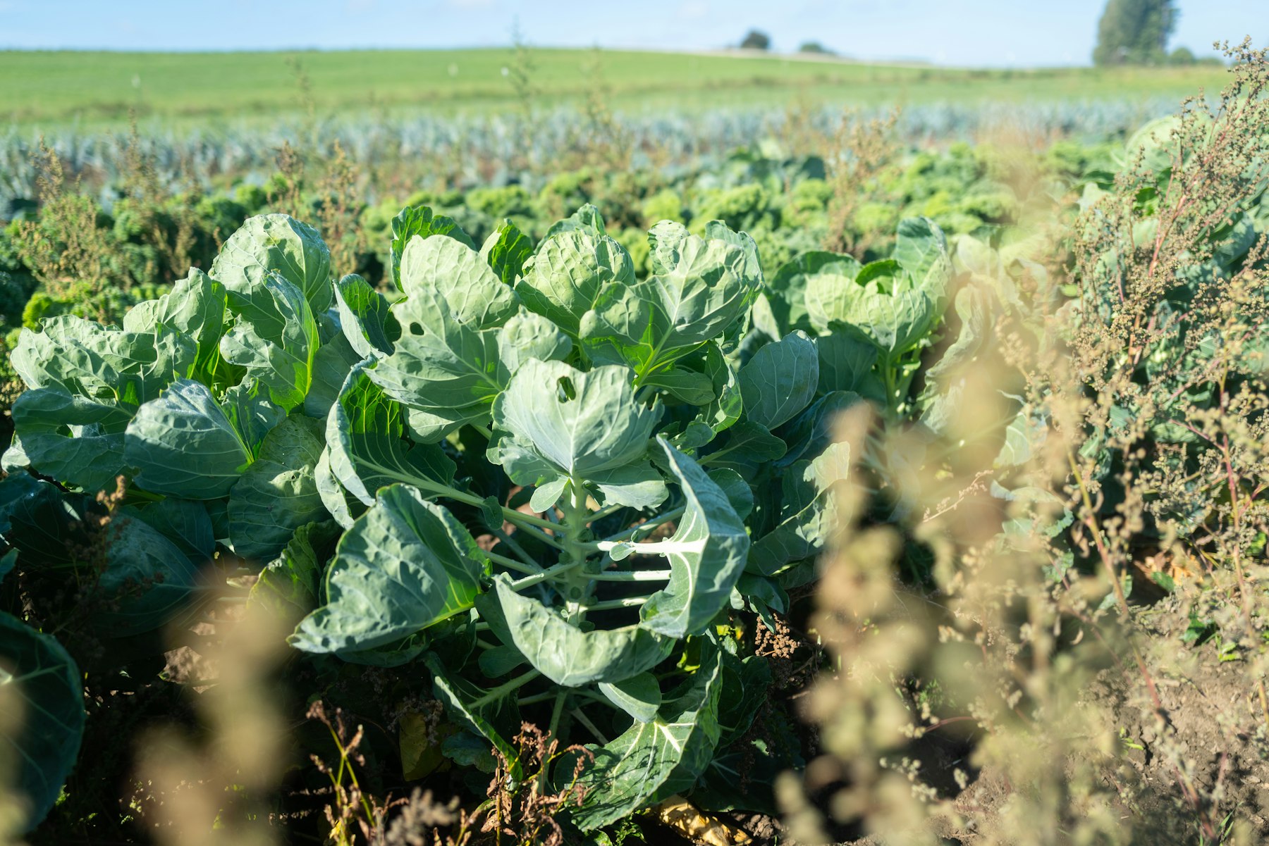 新华网聚焦蕲艾产业链助力乡村振兴：公开报道里的产业底座信号
