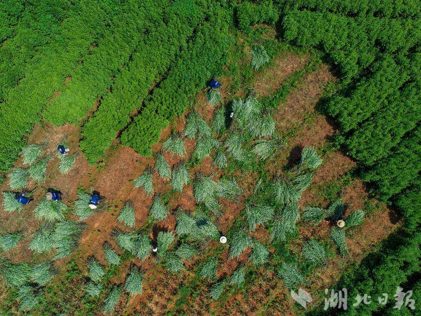 湖北省知识产权局公布第57批地理标志名单