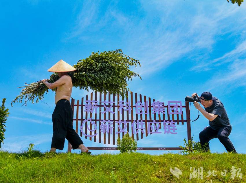 蕲艾产品展示
