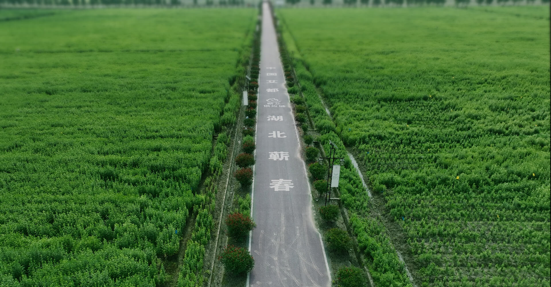 蕲艾供应链精选