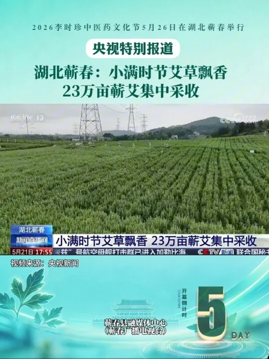 视频封面：央视特别报道！小满迎丰收，艾香飘万家#蕲艾 #蕲春
