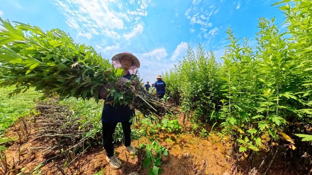 光影聚焦蕲艾产业 镜头助力乡村振兴——省市县三级摄协组织创作小分队深入蕲春开展主题采风活动配图04