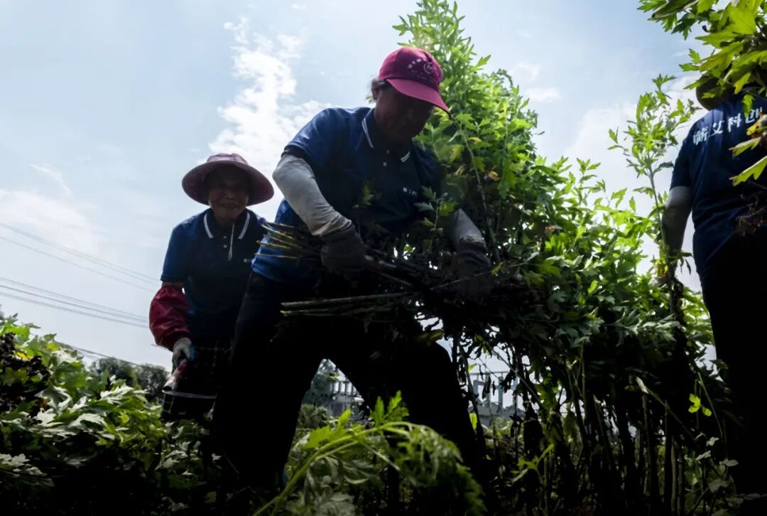 光影聚焦蕲艾产业 镜头助力乡村振兴——省市县三级摄协组织创作小分队深入蕲春开展主题采风活动配图05