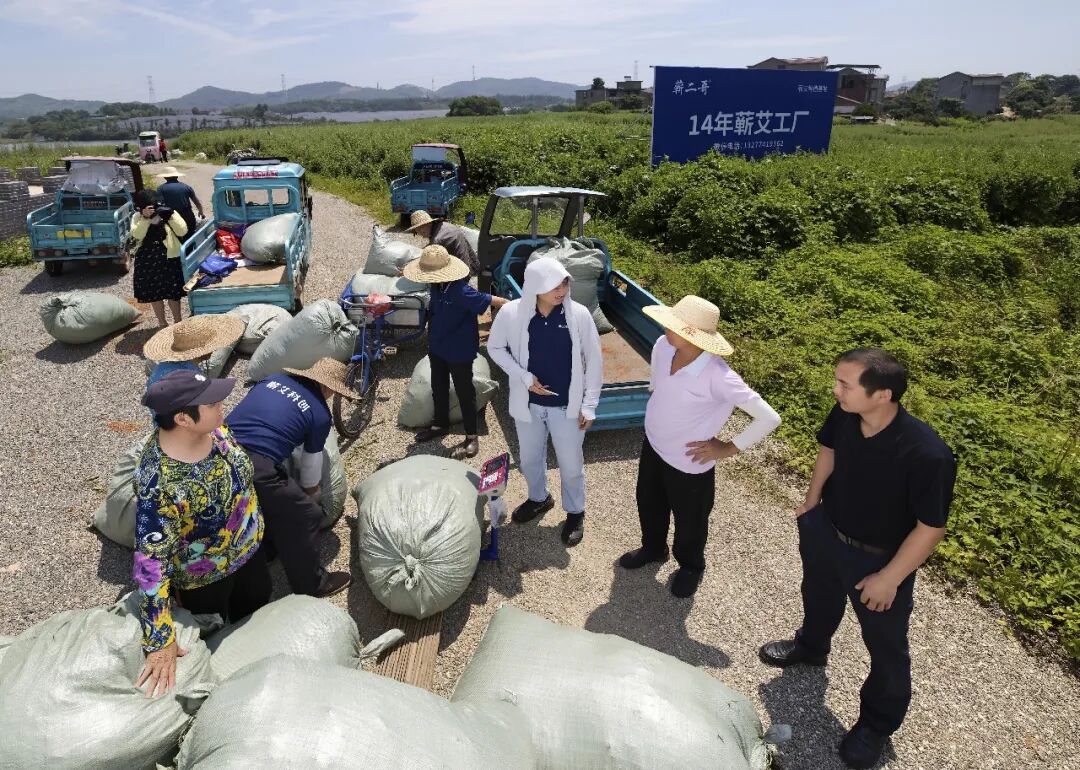光影聚焦蕲艾产业 镜头助力乡村振兴——省市县三级摄协组织创作小分队深入蕲春开展主题采风活动配图08