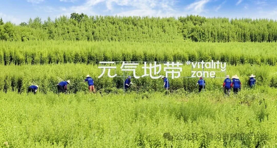 一株艾草万种风情配图03