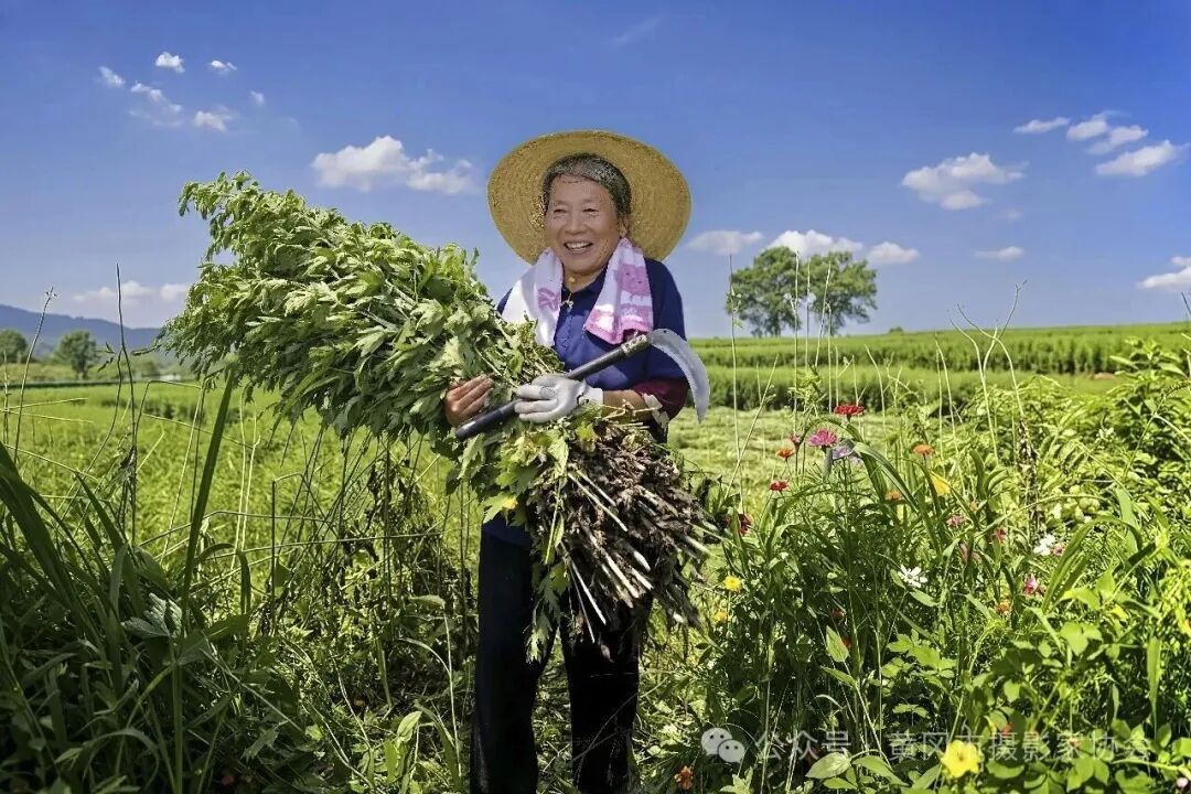 一株艾草万种风情配图04