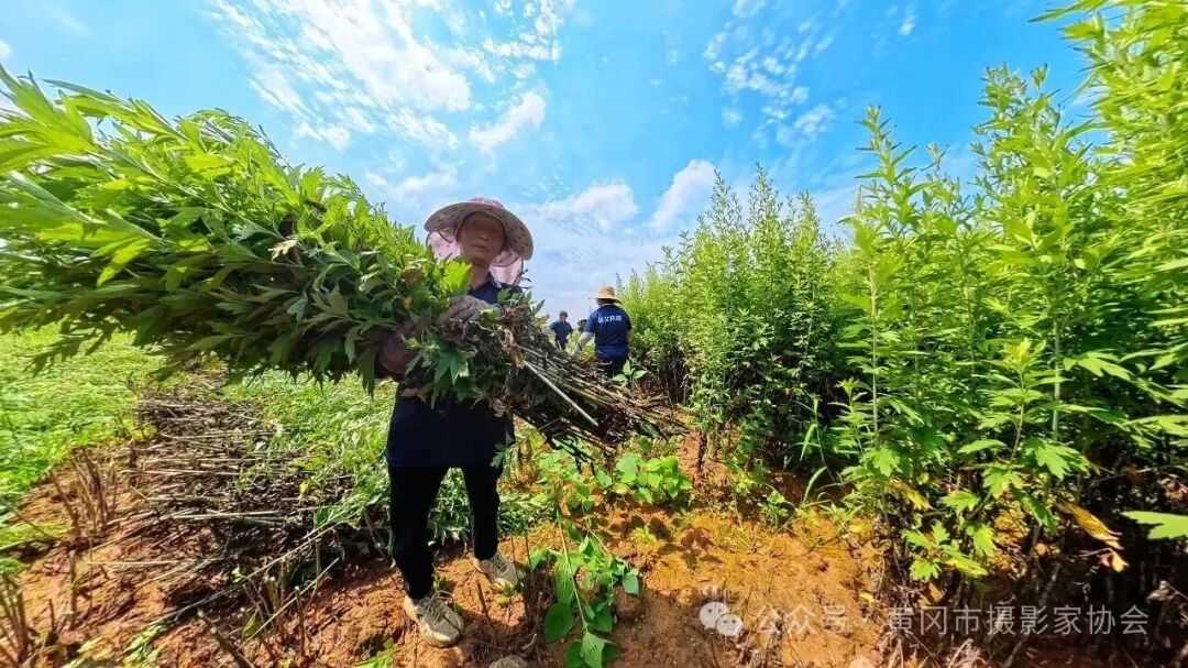 一株艾草万种风情配图05