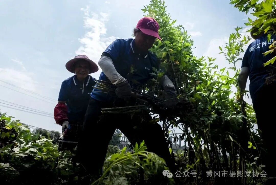 一株艾草万种风情配图06