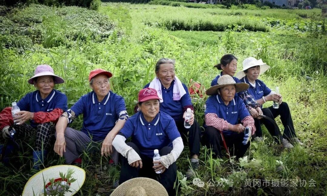 一株艾草万种风情配图07
