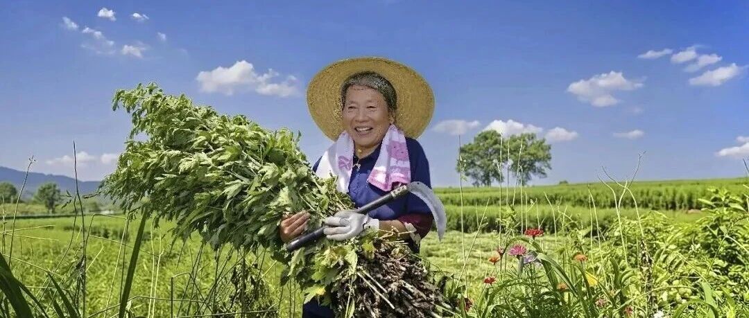 一株艾草万种风情封面