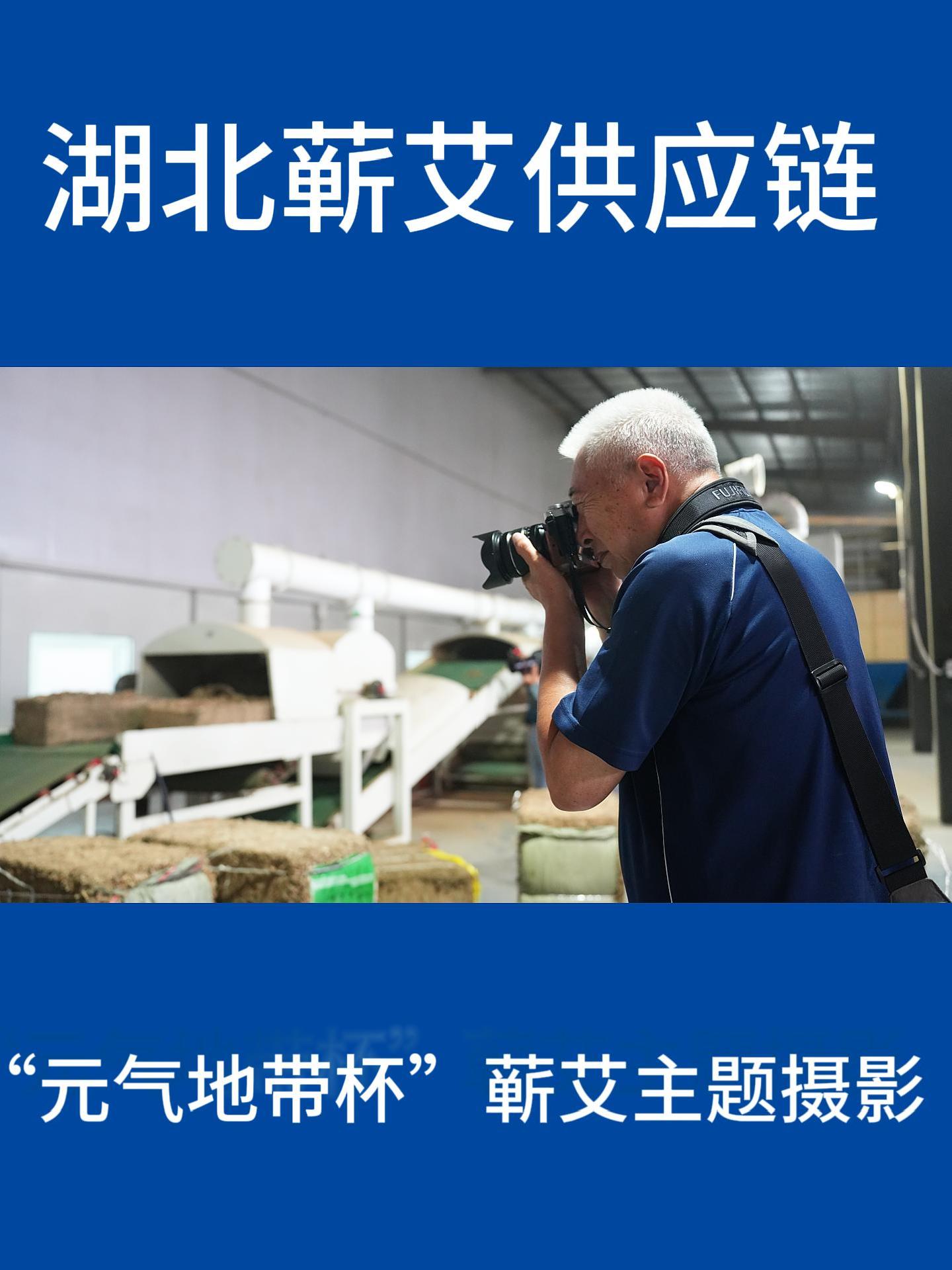 从田间到车间｜看见一株蕲艾背后的透明供应链