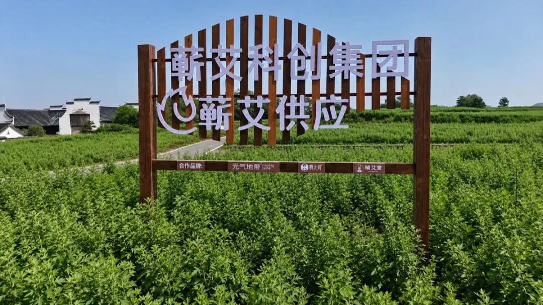 蕲艾种植基地与品牌展示实景