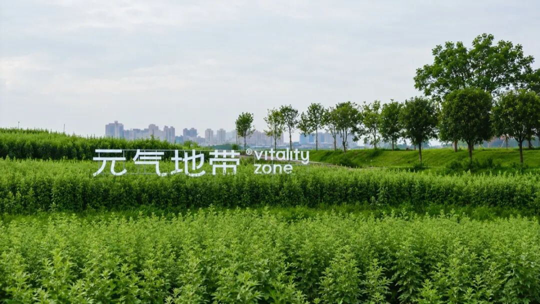 蕲春蕲艾种植基地实景
