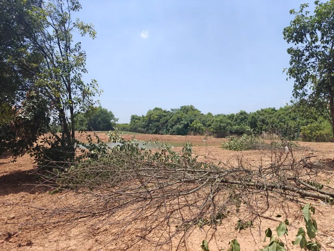 company-news-20260711-qiai-park-pruning-typhoon-bavi 配图 01