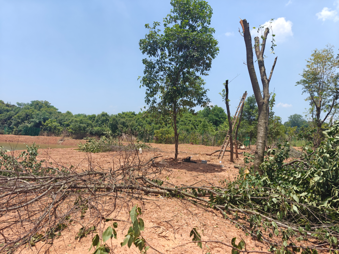 company-news-20260711-qiai-park-pruning-typhoon-bavi 配图 02