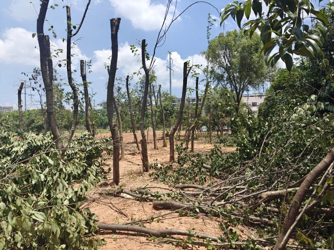 company-news-20260711-qiai-park-pruning-typhoon-bavi 配图 03