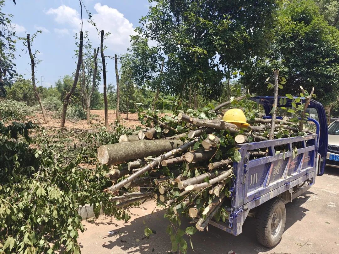 company-news-20260711-qiai-park-pruning-typhoon-bavi 配图 04